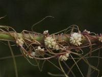 Cuscuta epithymum ssp epithymum 8, Klein warkruid, Saxifraga-Jan van der Straaten