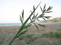 Cutandia maritima 1, Saxifraga-Rutger Barendse