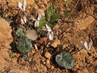 Cyclamen balearicum 1, Saxifraga-Piet Zomerdijk