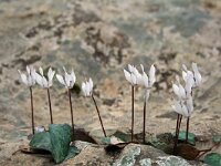 Cyclamen balearicum 2, Saxifraga-Jeroen Willemsen