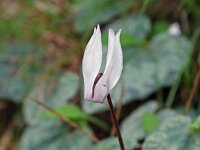 Cyclamen balearicum 3, Saxifraga-Jeroen Willemsen