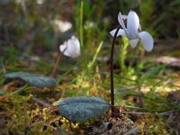 Cyclamen balearicum 6, Saxifraga-Ed Stikvoort