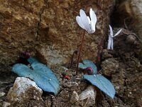 Cyclamen balearicum 7, Saxifraga-Ed Stikvoort