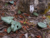 Cyclamen balearicum 8, Saxifraga-Ed Stikvoort