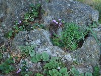 Cyclamen graecum 12, Saxifraga-Harry Jans