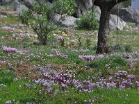 Cyclamen graecum 14, habitat, Saxifraga-Harry Jans