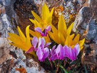 Cyclamen graecum 15, Saxifraga-Harry Jans