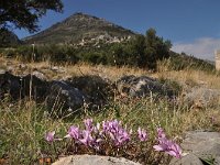 Cyclamen graecum 6, Saxifraga-Harry Jans