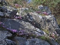 Cyclamen graecum 7, Saxifraga-Harry Jans