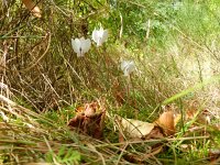 Cyclamen hederifolium 18, Saxifraga-Rutger Barendse