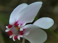 Cyclamen hederifolium 25, Saxifraga-Harry Jans