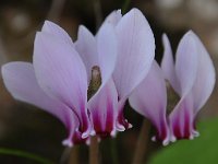 Cyclamen hederifolium 26, Saxifraga-Harry Jans