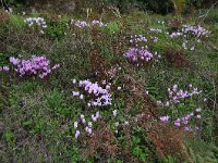 Cyclamen hederifolium 33, Saxifraga-Harry Jans