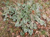 Cyclamen hederifolium 9, Saxifraga-Rutger Barendse