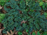 Cyclamen hederifolium ssp crassifolium 38, Saxifraga-Harry Jans