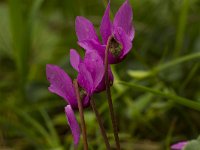 Alpenviooltje  Alpenviooltje - Cyclamen purpurascens