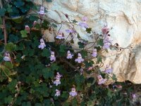 Cymbalaria minor 2, Saxifraga-Ed Stikvoort : Marathias - Vathi Ithaki s9900