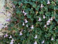 Cymbalaria minor 3, Saxifraga-Ed Stikvoort : Marathias - Vathi Ithaki s9900