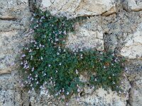 Cymbalaria minor 4, Saxifraga-Ed Stikvoort : Marathias - Vathi Ithaki s9900