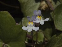 Cymbalaria muralis 1, Muurleeuwenbek, Saxifraga-Jan van der Straaten