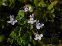 Cymbalaria muralis 18, Muurleeuwenbek, Saxifraga-Ed Stikvoort