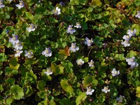 Cymbalaria muralis 19, Muurleeuwenbek, Saxifraga-Ed Stikvoort