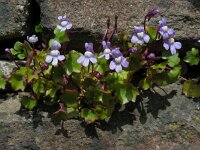 Cymbalaria muralis 21, Muurleeuwenbek, Saxifraga-Ed Stikvoort