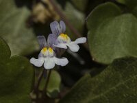 Cymbalaria muralis 5, Muurleeuwenbek, Saxifraga-Jan van der Straaten