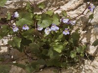 Cymbalaria muralis 6, Muurleeuwenbek, Saxifraga-Jan van der Straaten