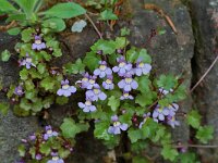 Cymbalaria muralis 7, Muurleeuwenbek, Saxifraga-Willem van Kruijsbergen