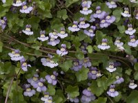 Cymbalaria muralis 8, Muurleeuwenbek, Saxifraga-Jan van der Straaten