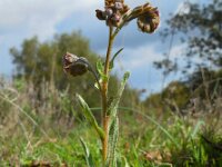Cynoglossum clandestinum 3, Saxifraga-Ed Stikvoort