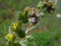 Cynoglossum clandestinum 4, Saxifraga-Ed Stikvoort