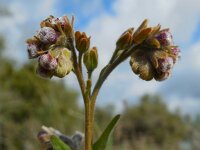 Cynoglossum clandestinum 6, Saxifraga-Ed Stikvoort