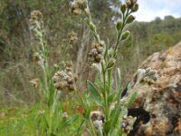 Cynoglossum clandestinum 7, Saxifraga-Ed Stikvoort