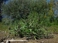 Cyperus fuscus 15, Bruin cypergras, Saxifraga-Ed Stikvoort