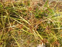 Cyperus fuscus 7, Bruin cypergras, Saxifraga-Rutger Barendse