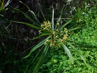 Cyperus involucratus 2, Parapluplant., Saxifraga-Ed Stikvoort