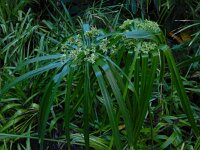 Cyperus involucratus 3, Parapluplant, Saxifraga-Ed Stikvoort
