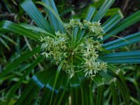Cyperus involucratus 4, Parapluplant, Saxifraga-Ed Stikvoort
