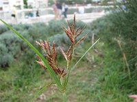 Cyperus rotundus 1, Saxifraga-Jasenka Topic