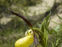 Cypripedium calceolus 9, Vrouwenschoentje, Saxifraga-Jan van der Straaten