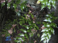Cyrtomium falcatum 3, IJzervaren, Saxifraga-Rob Felix : Plantae, Plants, planten