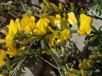 Cytisus sauzeanus 1, Saxifraga-Marijke Verhagen