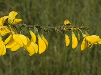 Cytisus scoparius, Broom