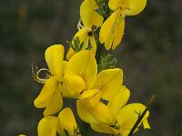 Cytisus scoparius 17, Brem, Saxifraga-Willem van Kruijsbergen