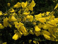 Cytisus scoparius 20, Brem, Saxifraga-Jan van der Straaten