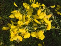 Cytisus scoparius 21, Brem, Saxifraga-Jan van der Straaten