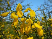 Cytisus scoparius 25, Brem, Saxifraga-Ed Stikvoort