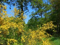 Cytisus scoparius 27, Brem, Saxifraga-Ed Stikvoort